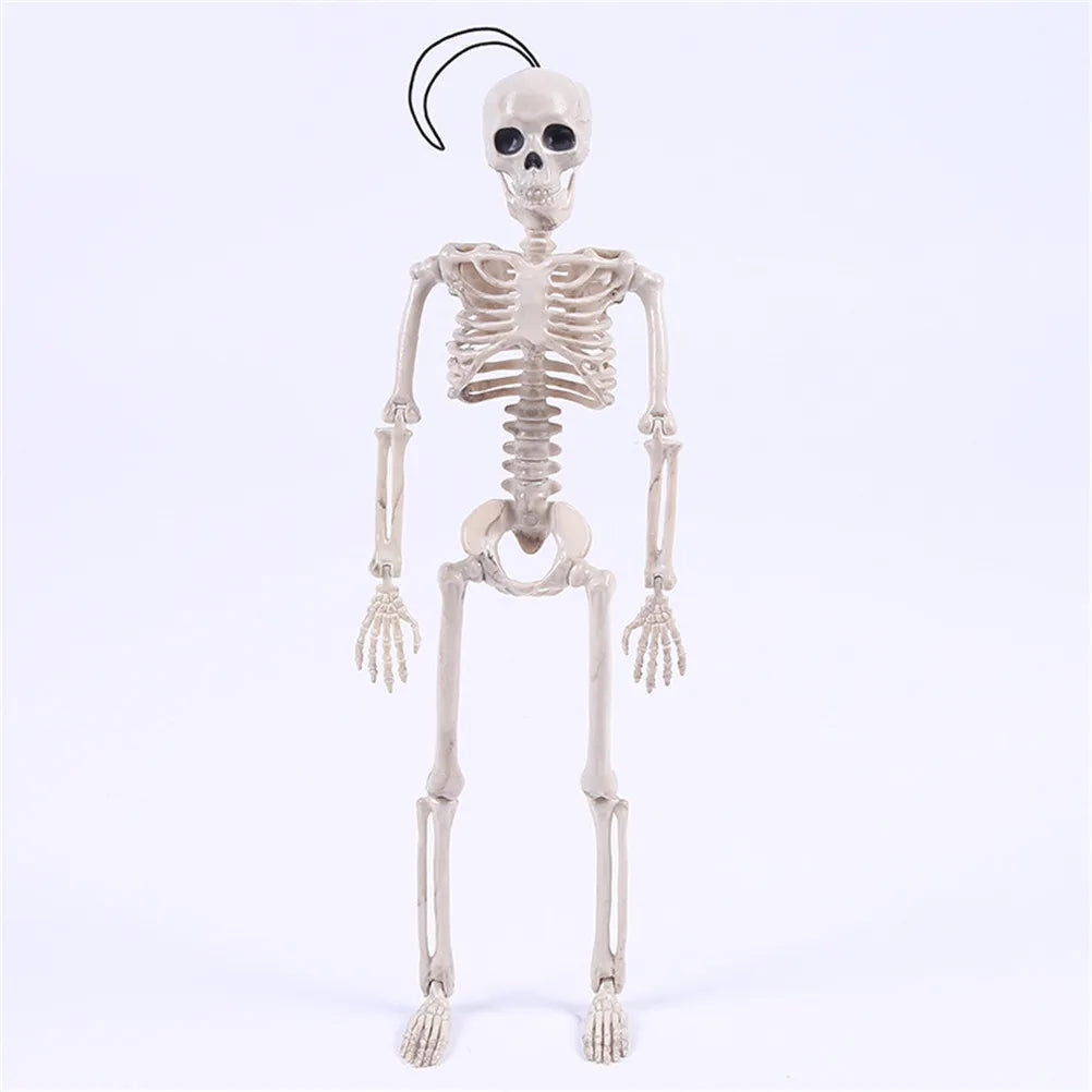 Modelo de Esqueleto humano de 40 cm