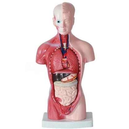 Modelo Anatômico do Corpo humano