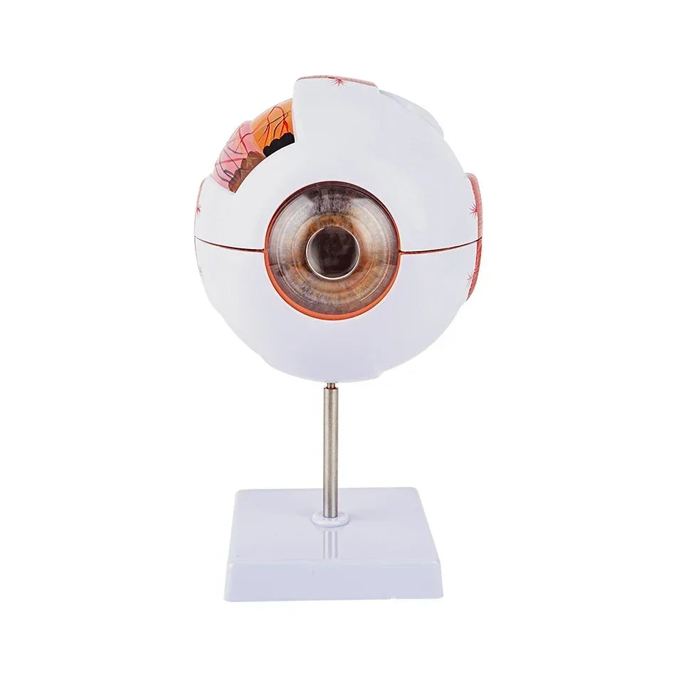 Modelo Anatômico de Globo Ocular para Ensino