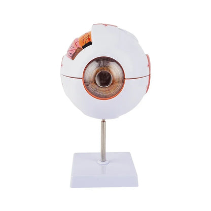 Modelo Anatômico de Globo Ocular para Ensino