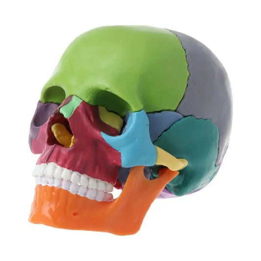 Modelo Anatômico de Crânio Humano