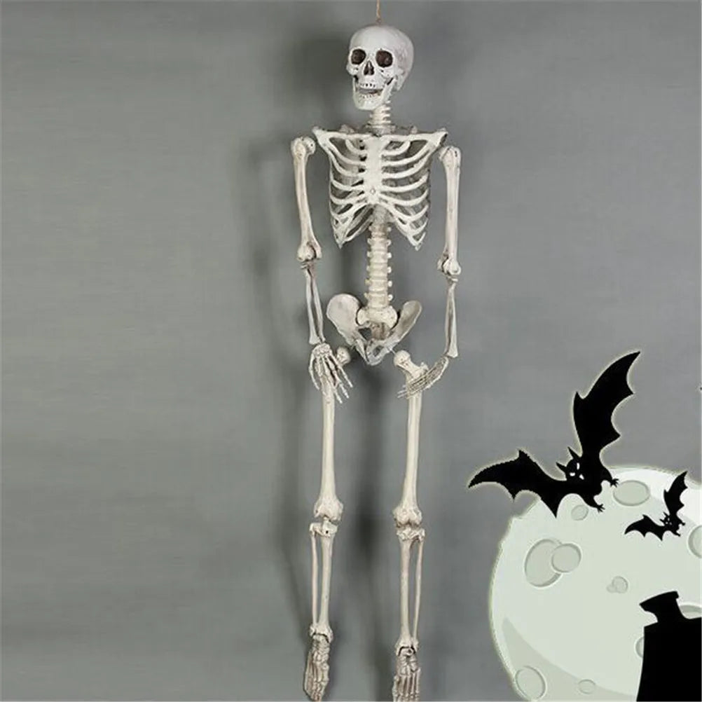 Modelo de Esqueleto humano de 40 cm