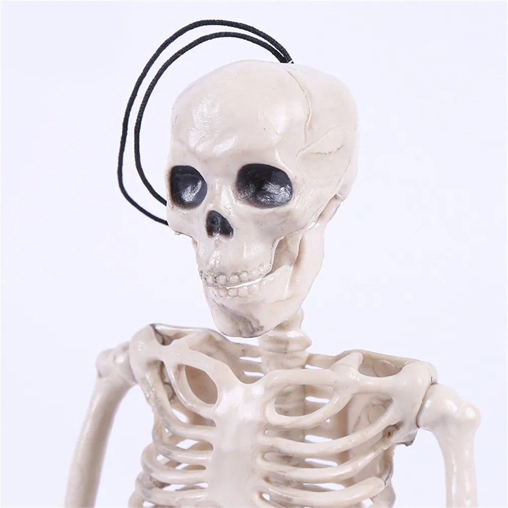 Modelo de Esqueleto humano de 40 cm