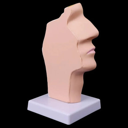 Modelo Anatômico da Cavidade Nasal humana