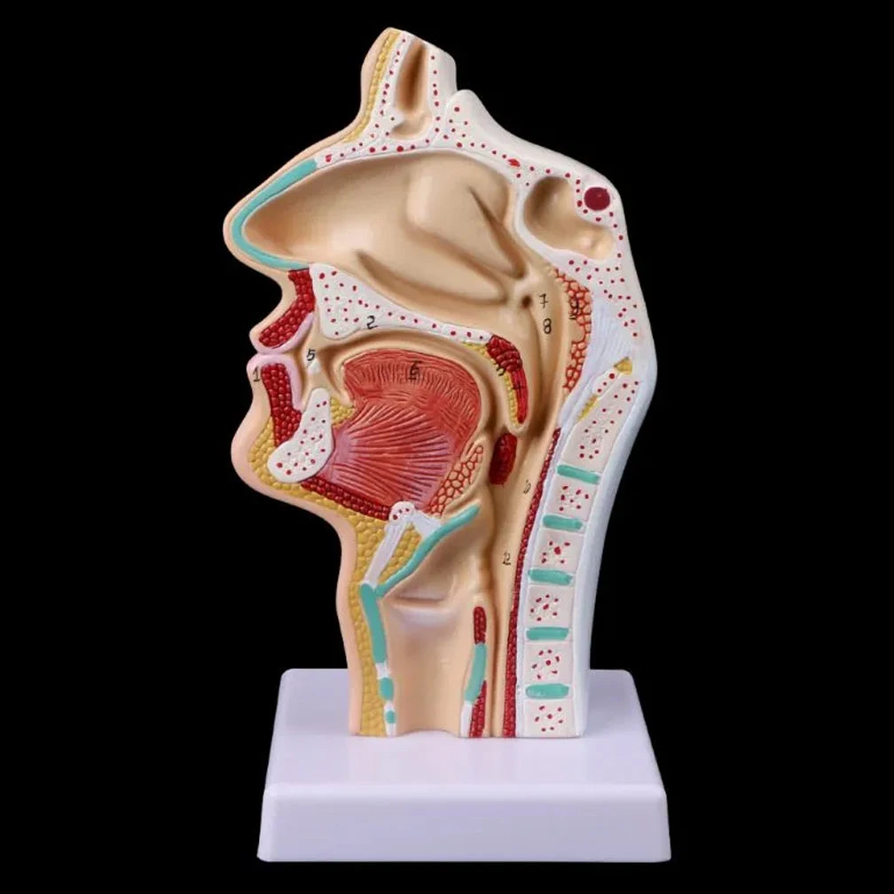 Modelo Anatômico da Cavidade Nasal humana