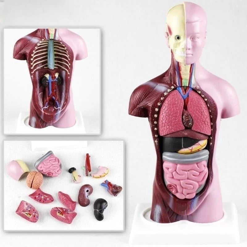 Modelo Anatômico do Corpo humano