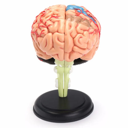 Modelo Anatômico de Cérebro Humano