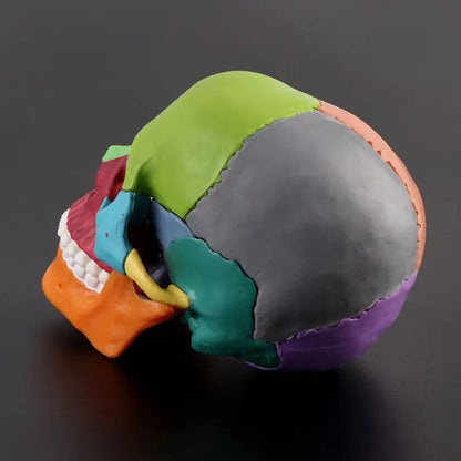 Modelo Anatômico de Crânio Humano