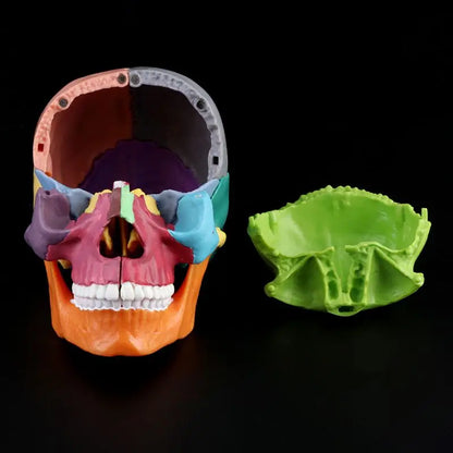 Modelo Anatômico de Crânio Humano