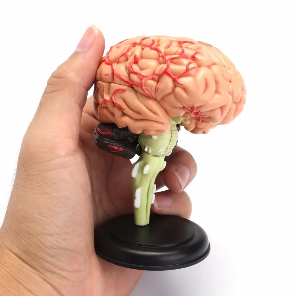 Modelo Anatômico de Cérebro Humano