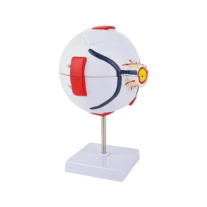 Modelo Anatômico de Globo Ocular para Ensino