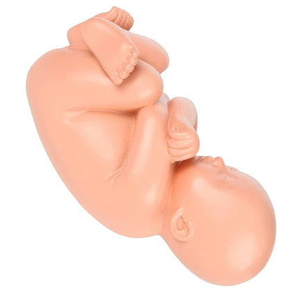 Modelo Anatômico Embrionário da Gravidez humana em desenvolvimento fetal