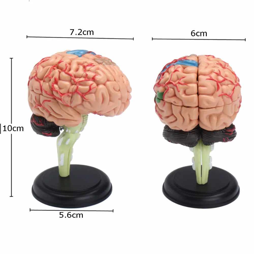 Modelo Anatômico de Cérebro Humano