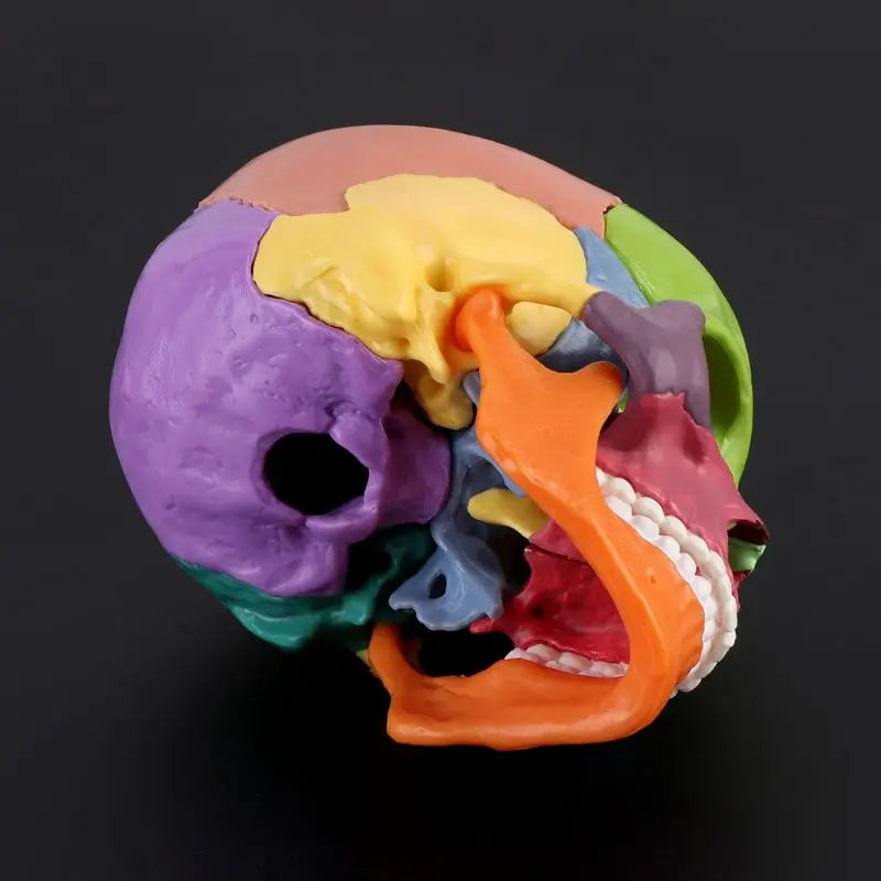 Modelo Anatômico de Crânio Humano