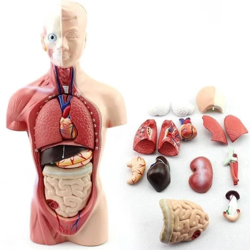 Modelo Anatômico do Corpo humano