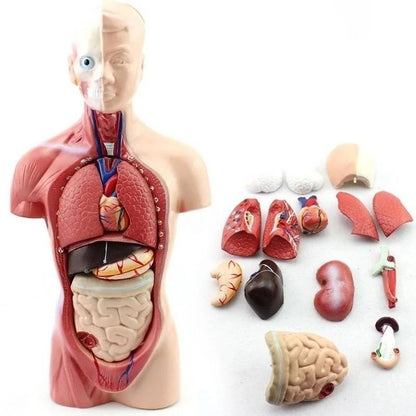 Modelo Anatômico do Corpo humano