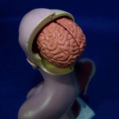Modelo Anatômico do Corpo humano