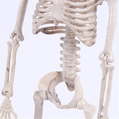 Modelo de Esqueleto humano de 40 cm