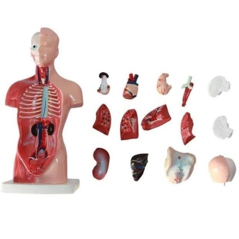 Modelo Anatômico do Corpo humano