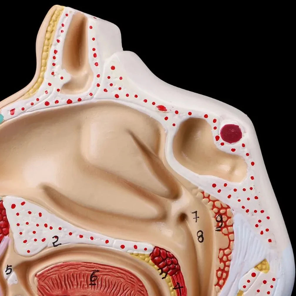 Modelo Anatômico da Cavidade Nasal humana