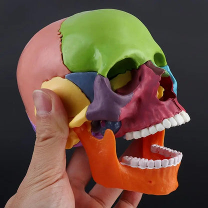 Modelo Anatômico de Crânio Humano
