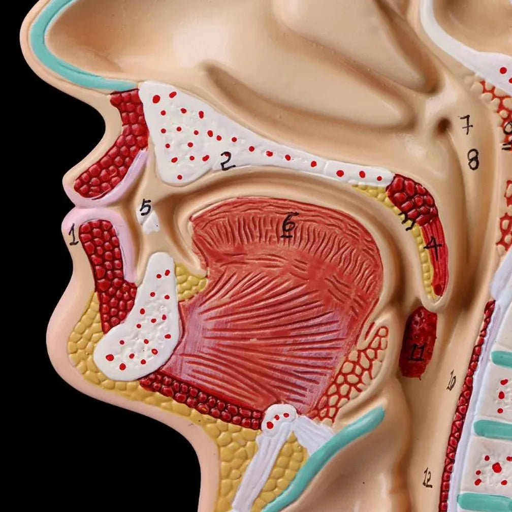 Modelo Anatômico da Cavidade Nasal humana