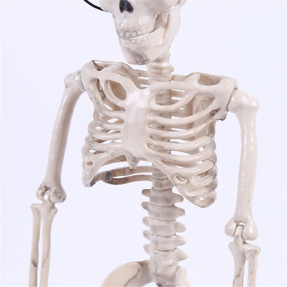 Modelo de Esqueleto humano de 40 cm