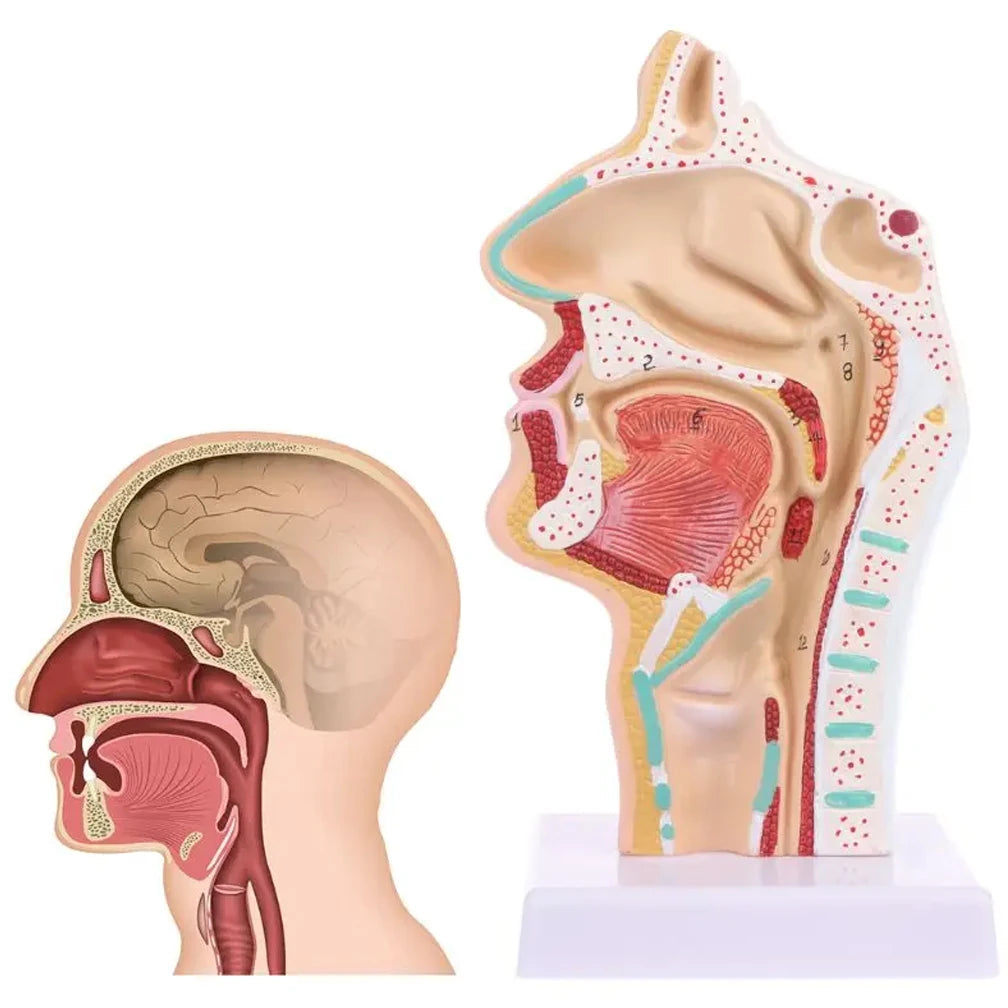 Modelo Anatômico da Cavidade Nasal humana
