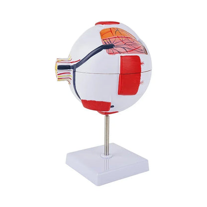 Modelo Anatômico de Globo Ocular para Ensino
