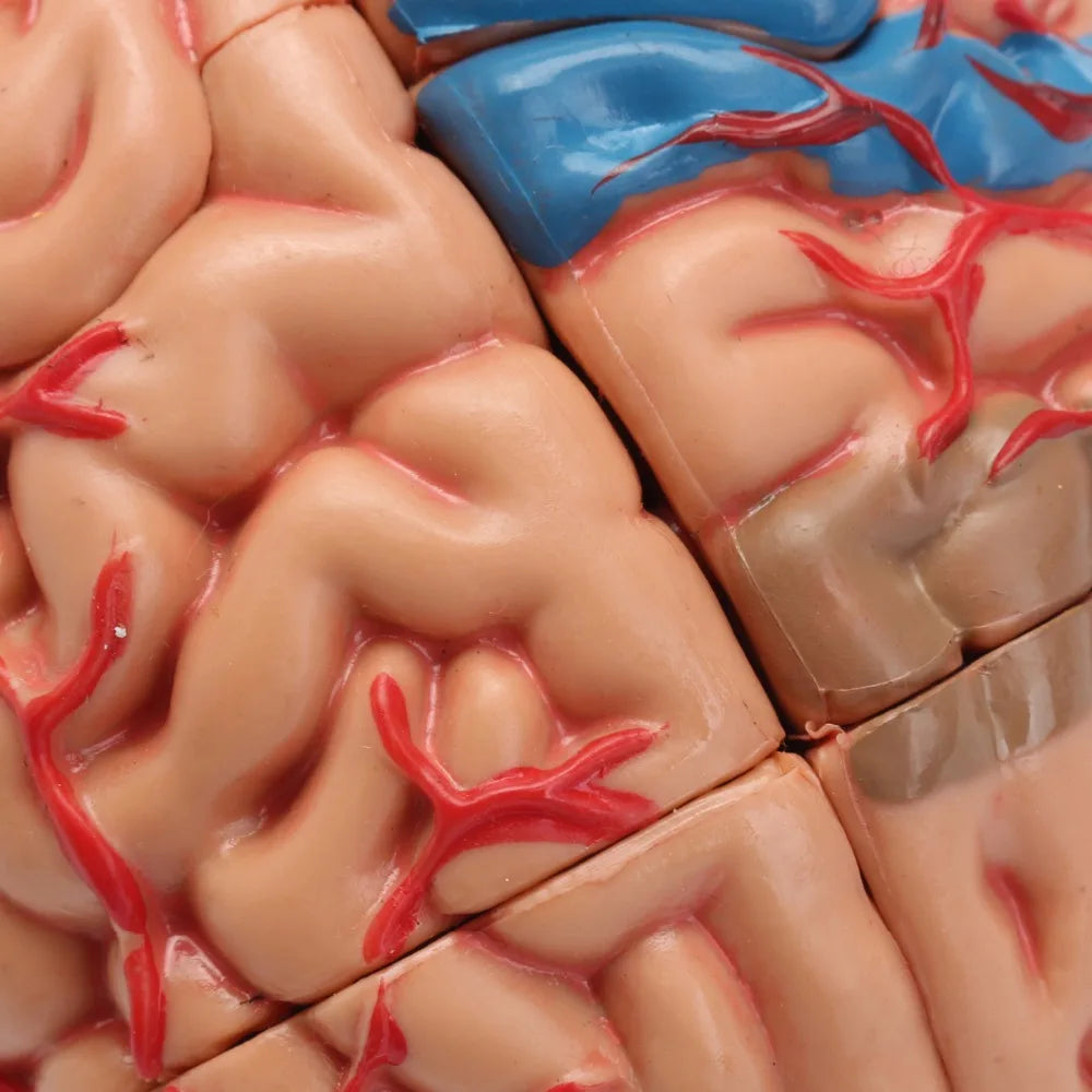 Modelo Anatômico de Cérebro Humano