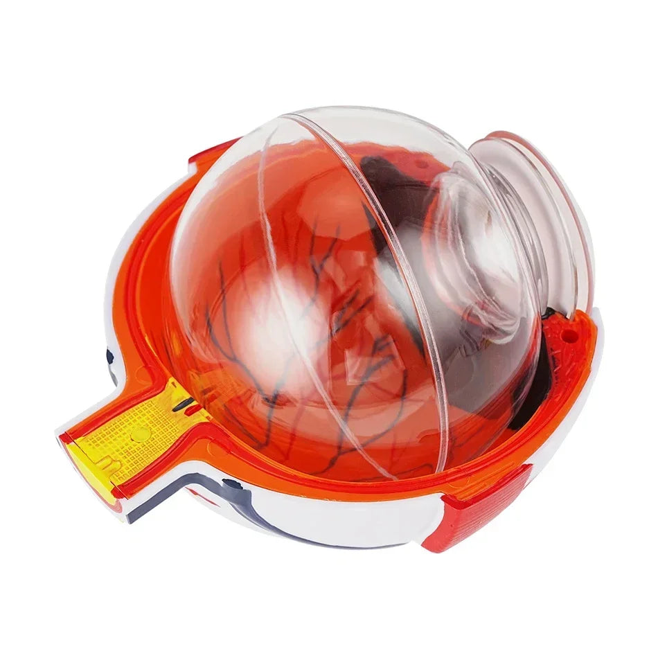 Modelo Anatômico de Globo Ocular para Ensino